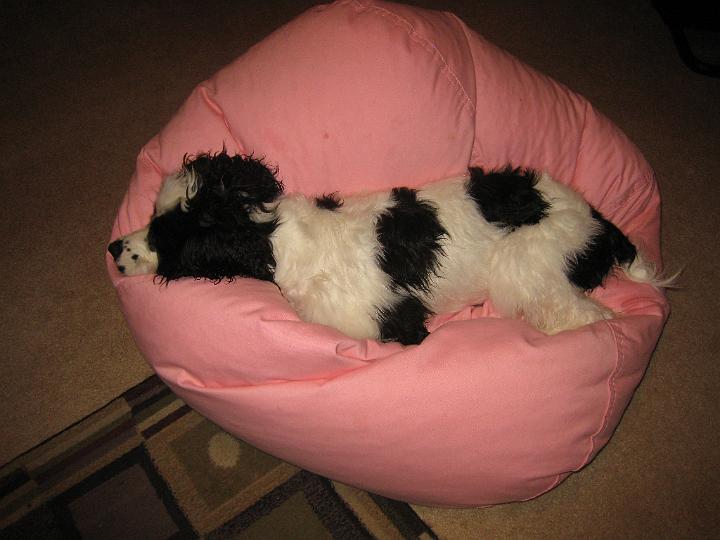 Aurora On Beanbag.JPG